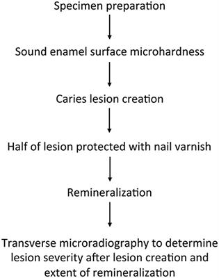 In Vitro Acid-Mediated Initial Dental Enamel Loss Is Associated with Genetic Variants Previously Linked to Caries Experience